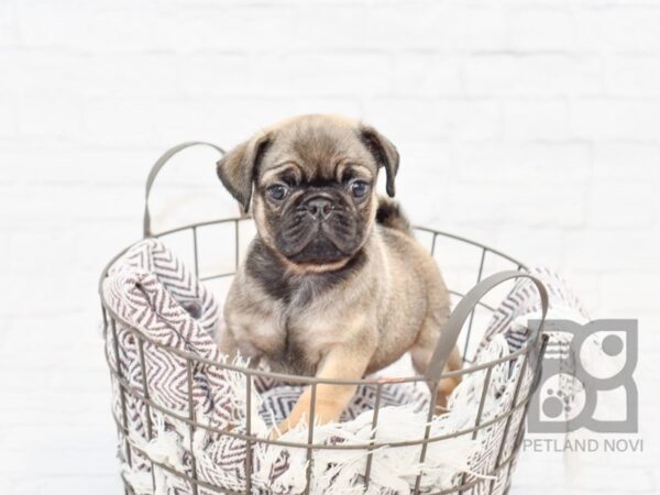 Pug-DOG-Male-Fawn-33235-Petland Novi, Michigan