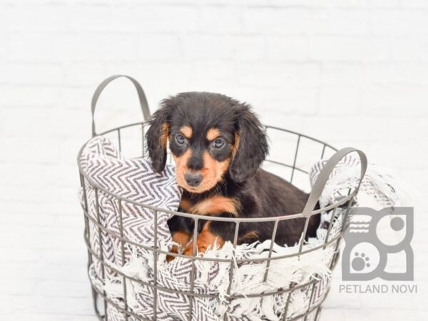 Dachshund DOG Male Black & Tan 33236 Petland Novi, Michigan