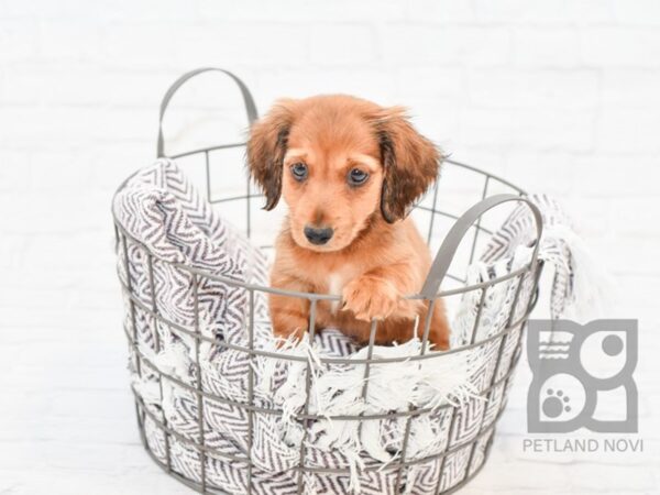 Dachshund-DOG-Male-Red-33237-Petland Novi, Michigan