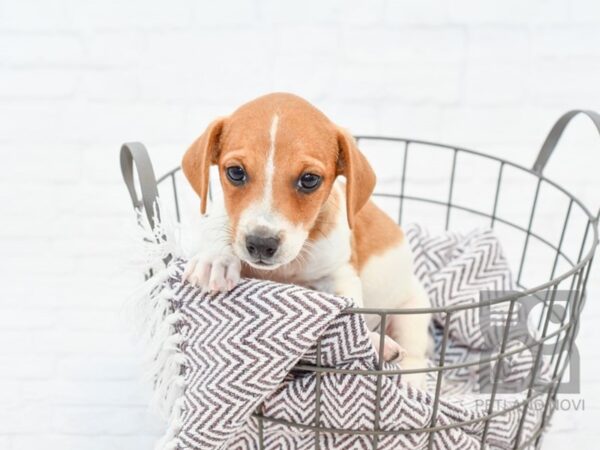 Jack Russell Terrier DOG Male Brown & White 33238 Petland Novi, Michigan