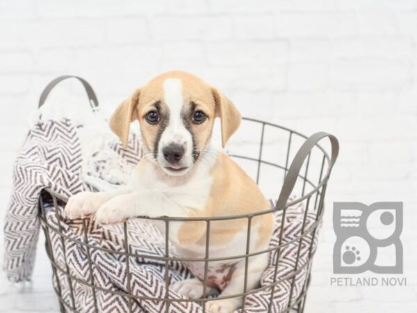 Jack Russell Terrier DOG Female Brown & White 33239 Petland Novi, Michigan