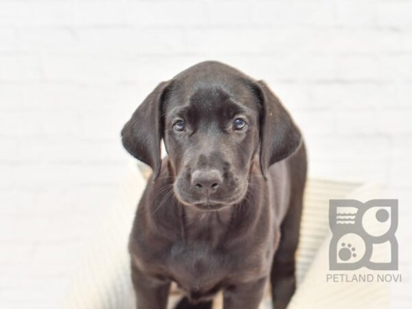 Labrador Retriever-DOG-Female-Black-33241-Petland Novi, Michigan