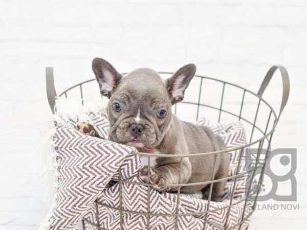 French Bulldog DOG Male BLUE 33242 Petland Novi, Michigan