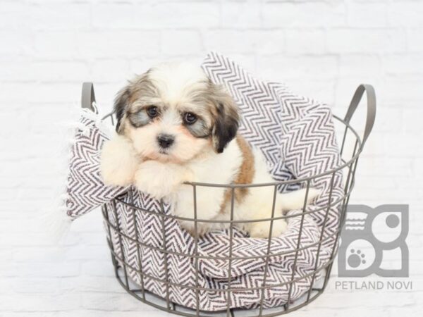 Teddy Bear DOG Male brown white 33243 Petland Novi, Michigan