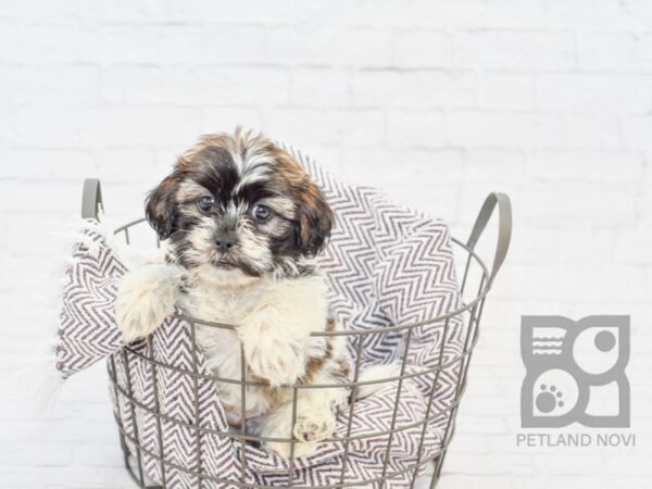 Teddy Bear DOG Male BROWN WHITE 33244 Petland Novi, Michigan