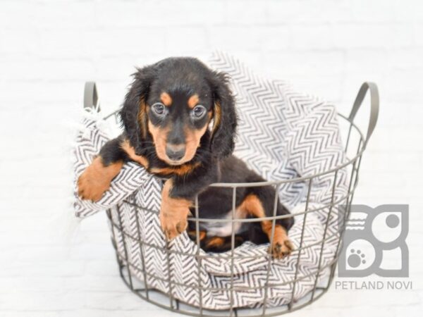 Dachshund DOG Male BLK TAN 33245 Petland Novi, Michigan