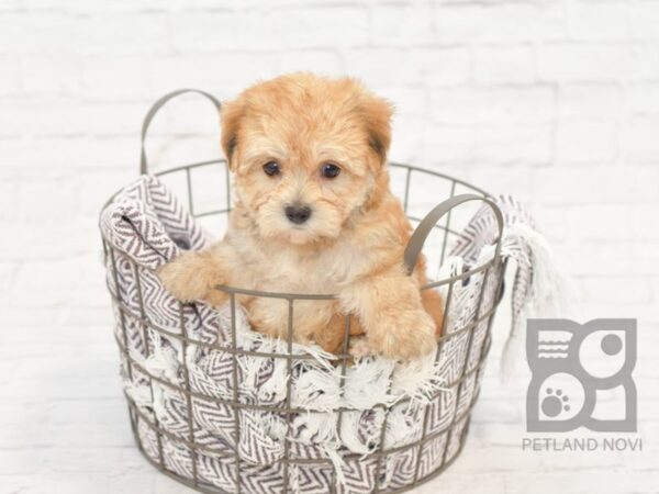 Yorkie Poo DOG Female BEIGE 33247 Petland Novi, Michigan