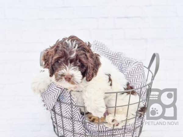 Cockadoodle DOG Male CHOC WHITE 33248 Petland Novi, Michigan