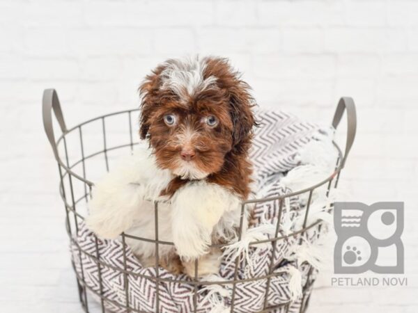 Havanese DOG Female CHOC WHITE 33249 Petland Novi, Michigan