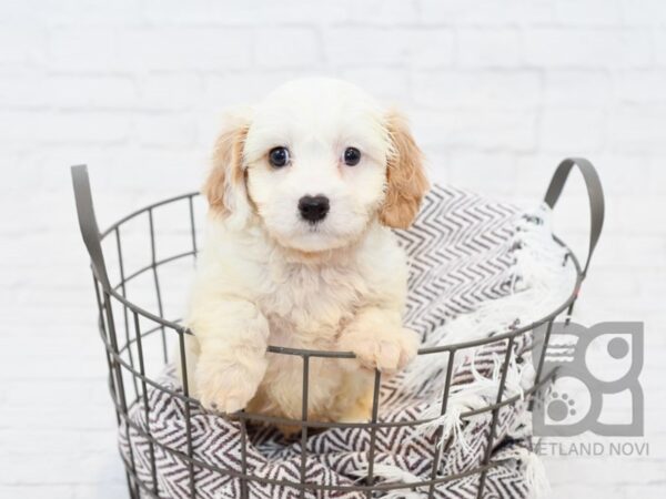 Cavachon DOG Male BLENHEIM 33250 Petland Novi, Michigan