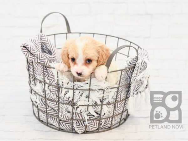 Cavachon-DOG-Male-BLENHEIM-33251-Petland Novi, Michigan