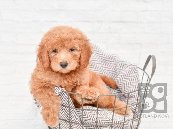 F2 MINI GOLDENDOODLE DOG Male Red 33252 Petland Novi, Michigan