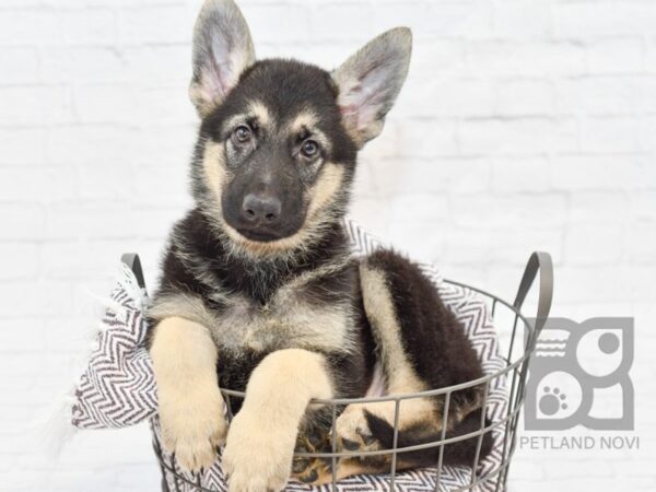 German Shepherd DOG Male Black & Tan 33253 Petland Novi, Michigan