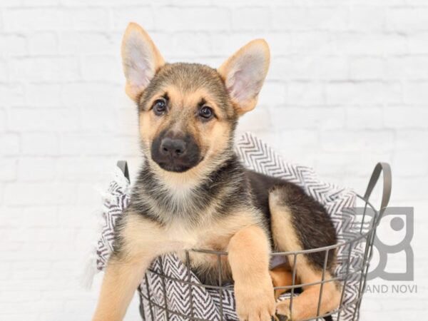 German Shepherd DOG Female Black & Tan 33254 Petland Novi, Michigan