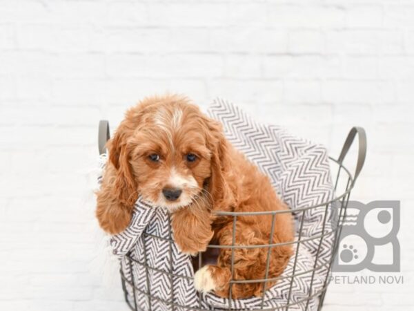 Cavapoo DOG Male red 33246 Petland Novi, Michigan