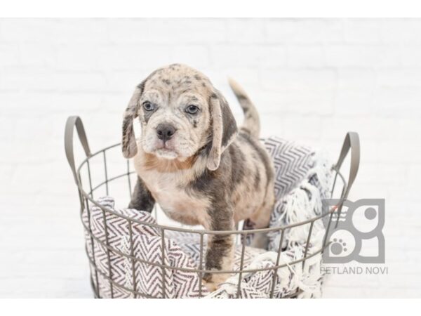 Puggle DOG Male Blue Merle 33233 Petland Novi, Michigan