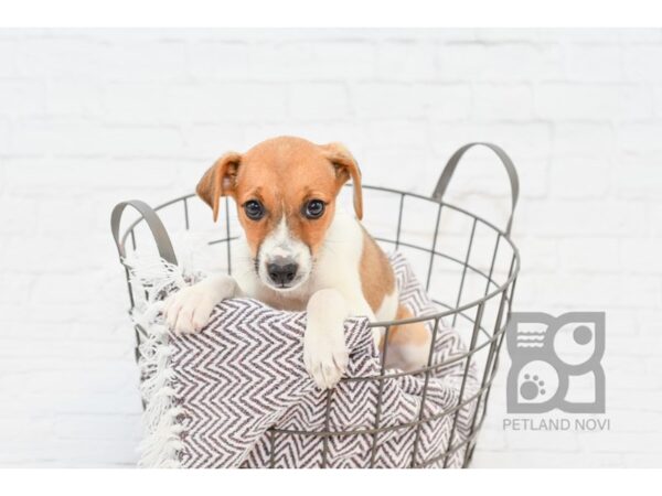 Jack Russell Terrier DOG Female Tri 33240 Petland Novi, Michigan