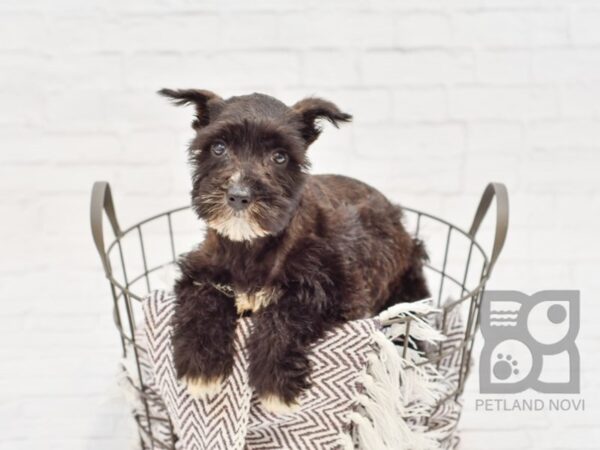 Miniature Schnauzer DOG Female Black 33255 Petland Novi, Michigan