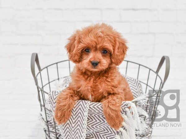 Cavapoo DOG Female Ruby & White 33257 Petland Novi, Michigan