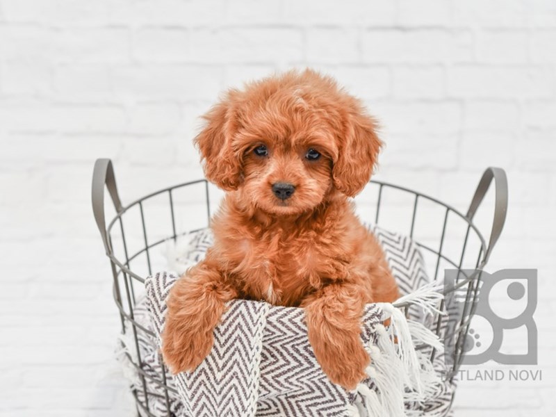 Cavapoo Puppy Ruby & White ID:33257 Located at Petland Novi, Michigan