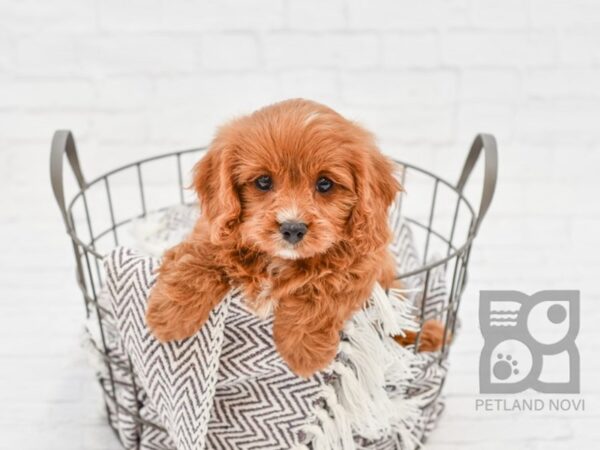 Cavapoo-DOG-Female-Ruby & White-33258-Petland Novi, Michigan