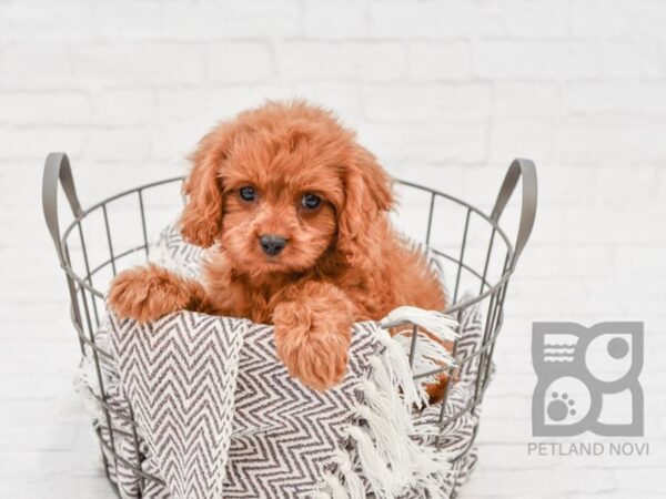 Cavapoo DOG Female Ruby & White 33259 Petland Novi, Michigan