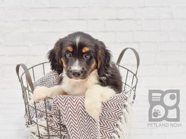 Cocker Rat DOG Male Black & White 33260 Petland Novi, Michigan