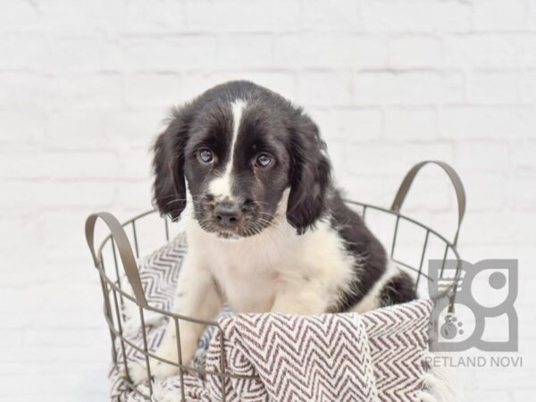 Cocker Rat DOG Male Black & White 33261 Petland Novi, Michigan