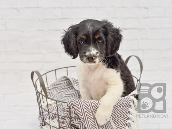 Cocker Rat DOG Male Black & White 33262 Petland Novi, Michigan