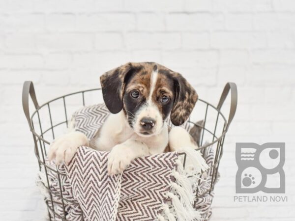 Cocker Rat-DOG-Female-Blue Merle-33263-Petland Novi, Michigan