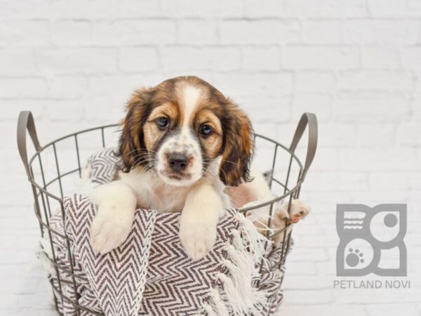 Cocker Rat DOG Female Tri 33264 Petland Novi, Michigan