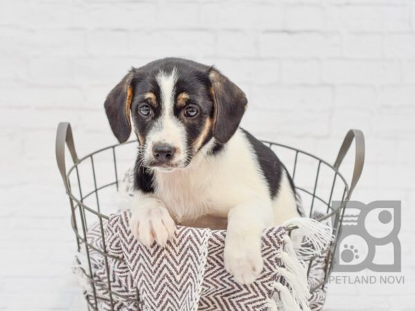 Cocker Rat-DOG-Female-Black & White-33265-Petland Novi, Michigan