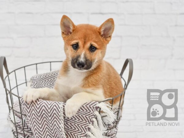 Shiba Inu DOG Male Red Sable 33266 Petland Novi, Michigan