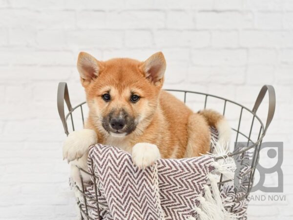 Shiba Inu DOG Male Red Sable 33267 Petland Novi, Michigan