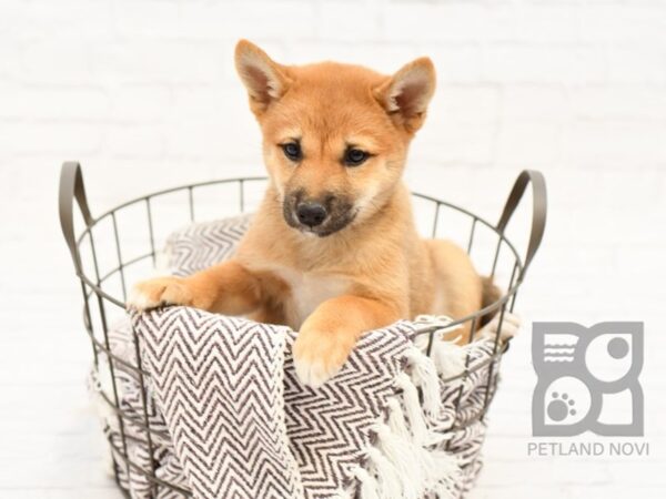 Shiba Inu-DOG-Female-Red Sable-33268-Petland Novi, Michigan