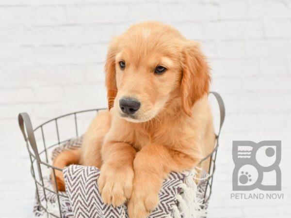 Golden Retriever DOG Male Golden 33269 Petland Novi, Michigan