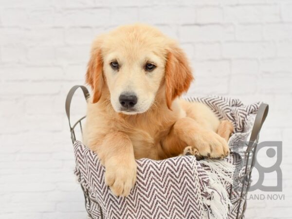 Golden Retriever-DOG-Female-Golden-33270-Petland Novi, Michigan