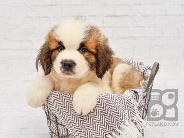 Saint Bernard-DOG-Male-Sable White-33271-Petland Novi, Michigan