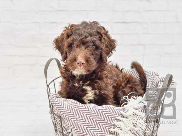 Moyen Goldendoodle DOG Male Chocolate White 33272 Petland Novi, Michigan