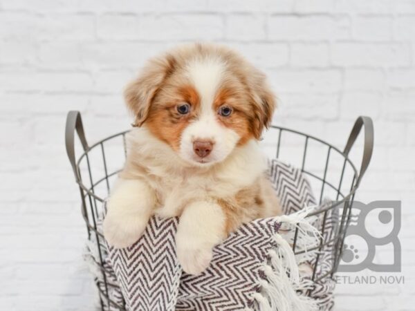 Miniature Australian Shepherd DOG Female RED MERLE 33273 Petland Novi, Michigan