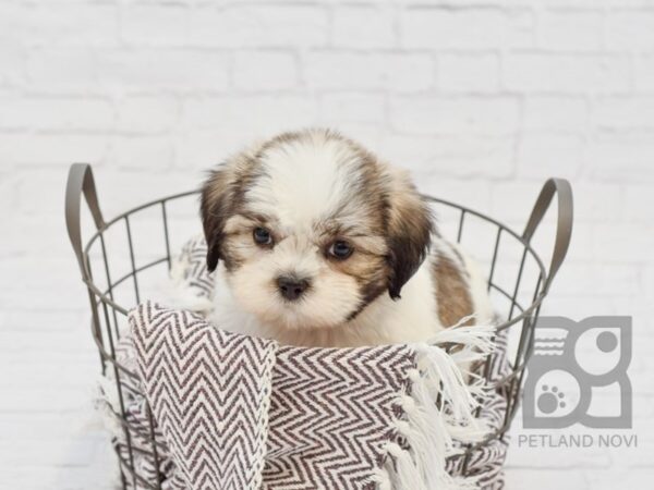 Shih Tzu DOG Male BROWN WH 33274 Petland Novi, Michigan