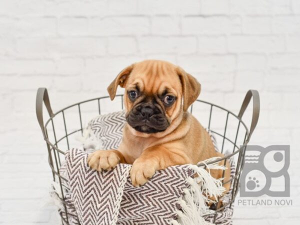 Bull Puggle DOG Female FAWN 33275 Petland Novi, Michigan