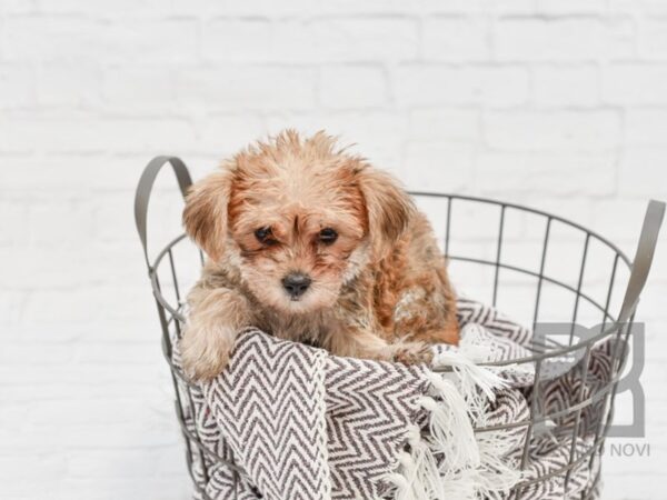 Morkie DOG Female BEIGE 33276 Petland Novi, Michigan