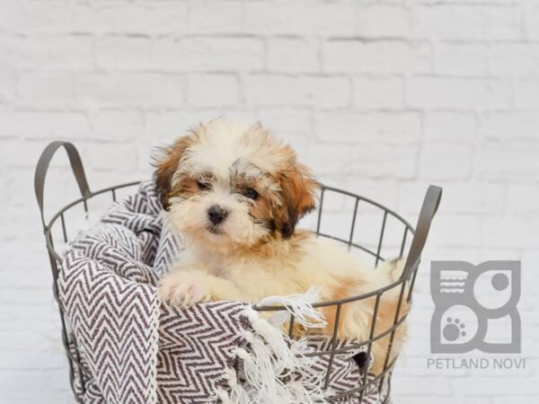 Teddy Bear-DOG-Female-BROWN WH-33277-Petland Novi, Michigan