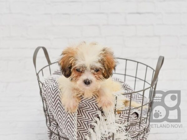 Teddy Bear DOG Male BROWN WH 33278 Petland Novi, Michigan