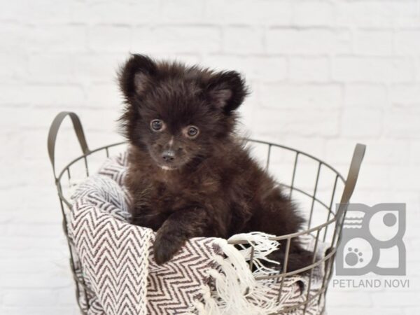 Pomeranian DOG Male BLK 33279 Petland Novi, Michigan