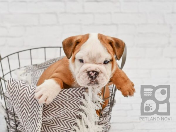 English Bulldog DOG Male Red & White 33280 Petland Novi, Michigan