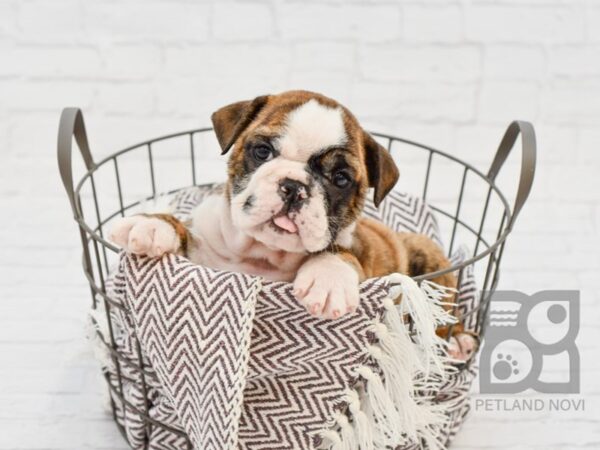 English Bulldog DOG Female Red & White 33281 Petland Novi, Michigan