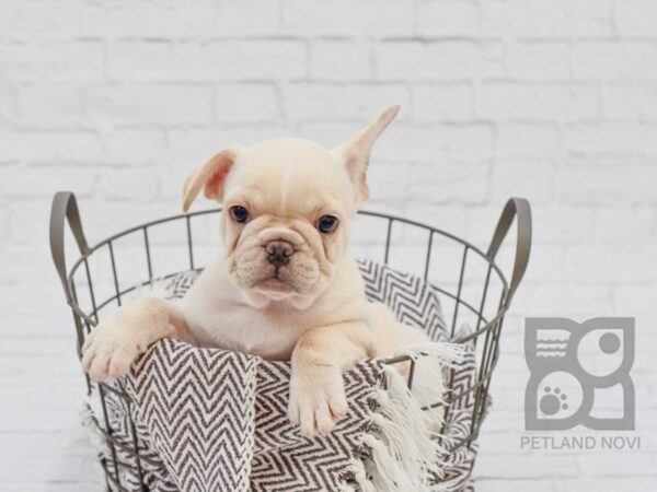 French Bulldog DOG Male Cream 33282 Petland Novi, Michigan