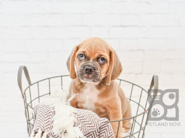 Puggle-DOG-Male-Lilac-33283-Petland Novi, Michigan